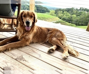 Father of the Golden Retriever puppies born on 05/26/2026