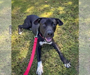 Baxter - Male Labrador Retriever-Unknown Mix Dog for Adoption - Photo #3