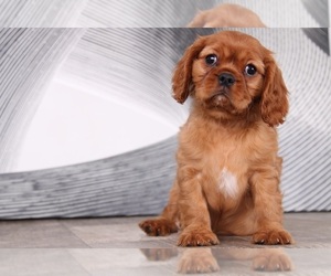 Cavalier King Charles Spaniel Puppy for sale in WESTPOINT, IN, USA