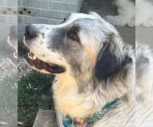 Great Pyrenees Dogs for adoption in Dallas, TX, USA