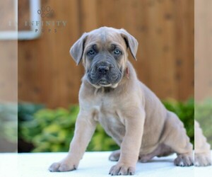 Cane Corso Puppy for Sale in GORDONVILLE, Pennsylvania USA