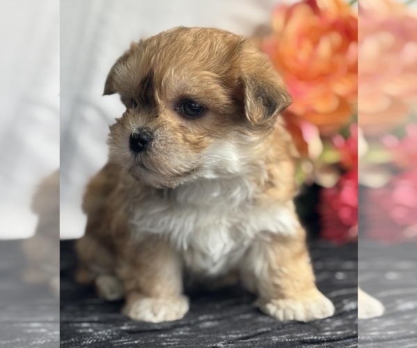 Medium Photo #9 Morkie Puppy For Sale in ROCK STREAM, NY, USA