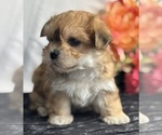 Small #8 Morkie