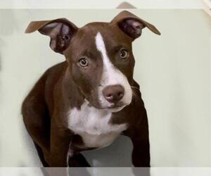 American Pit Bull Terrier-Unknown Mix Dogs for adoption in Tulsa, OK, USA