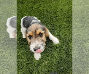 Schneagle Puppy for sale in WILMINGTON, CA, USA