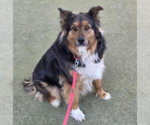 German Shepherd Dog-Unknown Mix Dogs for adoption in Las Vegas, NV, USA