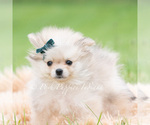 Small Photo #51 Pomeranian Puppy For Sale in WARSAW, IN, USA