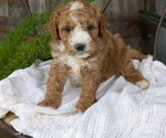 Small Photo #63 Cavapoo Puppy For Sale in GOSHEN, IN, USA
