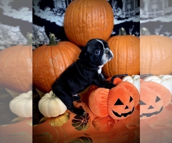 Medium Photo #21 French Bulldog Puppy For Sale in YUCCA VALLEY, CA, USA