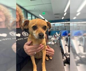 Chihuahua Dogs for adoption in San Martin, CA, USA