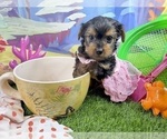 Image preview for Ad Listing. Nickname: Sammy