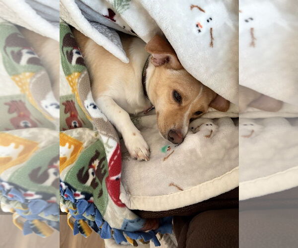 Medium Photo #6 Chihuahua-Unknown Mix Puppy For Sale in Grafton, WI, USA