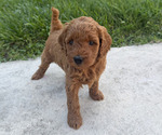 Puppy Mishka Goldendoodle (Miniature)