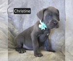 Puppy Christine Cane Corso