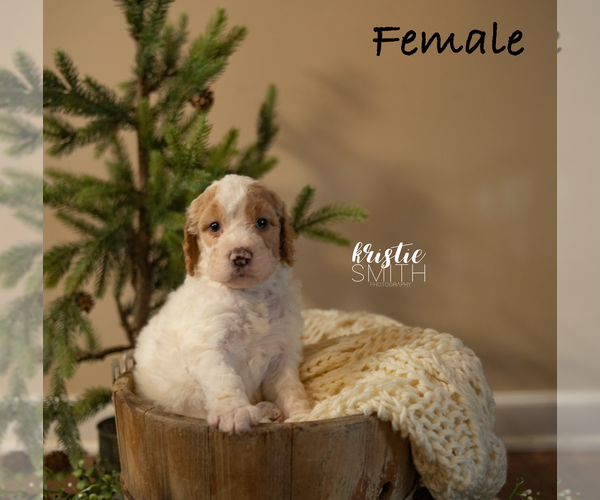 Medium Photo #2 Goldendoodle-Poodle (Standard) Mix Puppy For Sale in DANDRIDGE, TN, USA