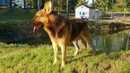 Small Photo #1 German Shepherd Dog Puppy For Sale in MIDDLETON, TN, USA