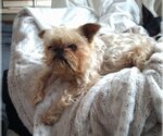 Small #8 Brussels Griffon