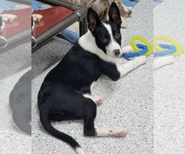 Medium Photo #10 Border Collie Puppy For Sale in Highland, IL, USA