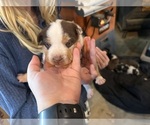 Small #1 Australian Cattle Dog