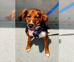 Small #2 Collie Mix