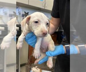 Mutt Dogs for adoption in San Antonio, TX, USA