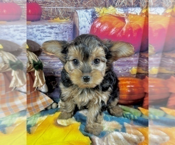 Medium Photo #9 Morkie Puppy For Sale in CASSVILLE, MO, USA