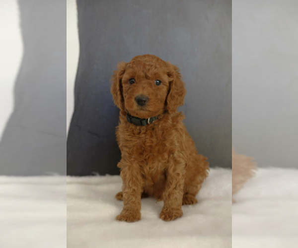 Medium Photo #4 Poodle (Miniature) Puppy For Sale in WEST JORDAN, UT, USA