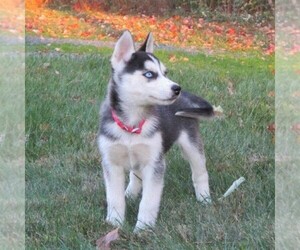 Siberian Husky Puppy for sale in CATAWISSA, PA, USA