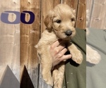 Small Photo #14 Goldendoodle Puppy For Sale in MODESTO, CA, USA