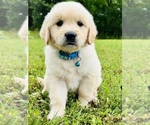 Small Photo #25 Golden Retriever Puppy For Sale in AMITY, AR, USA