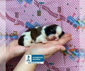 Shih Tzu Puppy for sale in WINNSBORO, LA, USA