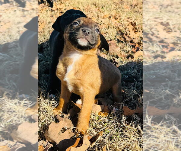 Medium Photo #2 Mutt Puppy For Sale in Claremore, OK, USA