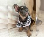 Small Photo #8 French Bulldog Puppy For Sale in SACRAMENTO, CA, USA