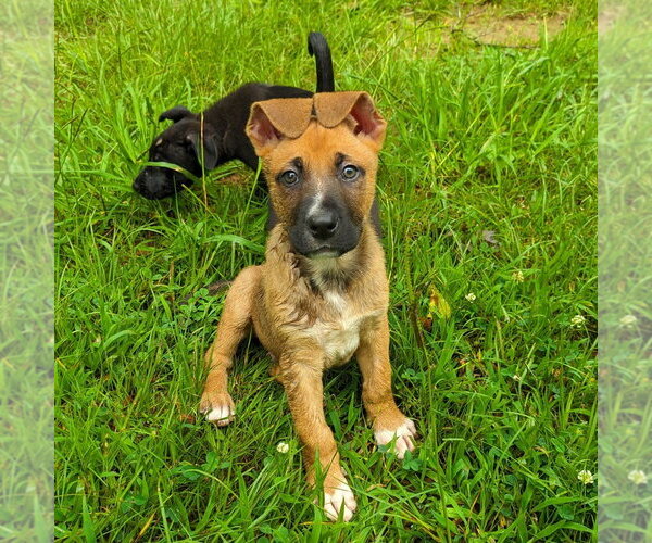 Medium Photo #4 Collie-Unknown Mix Puppy For Sale in Shermans Dale, PA, USA