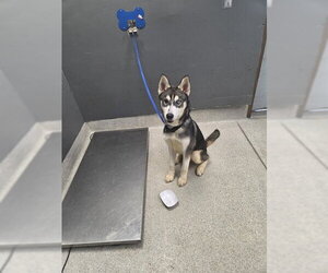 Siberian Husky Dogs for adoption in Tallahassee, FL, USA
