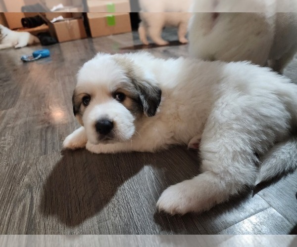 Medium Photo #4 Great Pyrenees Puppy For Sale in LAS VEGAS, NV, USA
