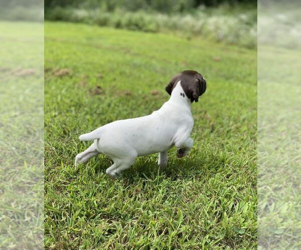 Medium Photo #4 German Shorthaired Pointer Puppy For Sale in HOT SPRINGS, VA, USA