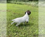 Small #3 German Shorthaired Pointer