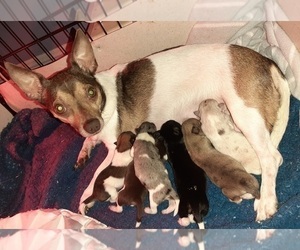 Mother of the Chiranian puppies born on 11/22/2021