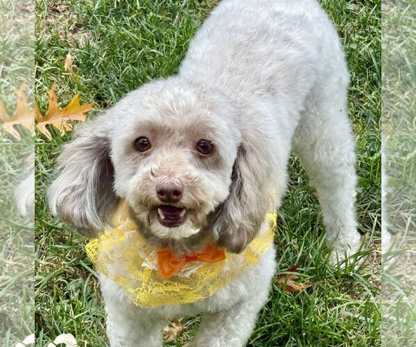 Medium Photo #4 Poodle (Toy) Puppy For Sale in Cranford, NJ, USA