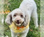 Small #3 Poodle (Toy)