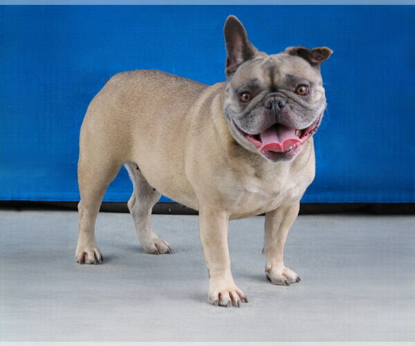 Medium Photo #2 Pug Puppy For Sale in Pasadena, CA, USA