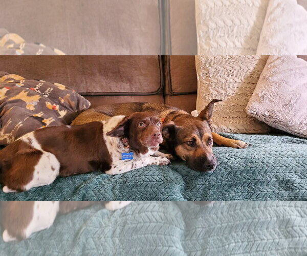 Medium Photo #3 Mutt Puppy For Sale in Fenton, MO, USA