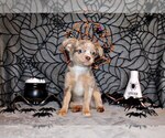 Puppy Ferrari Chihuahua