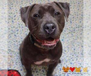 American Pit Bull Terrier-Labrador Retriever Mix Dogs for adoption in Center Township, PA, USA