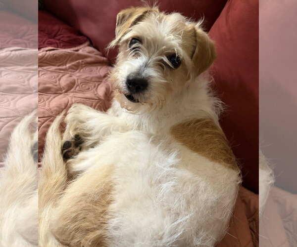 Medium Photo #1 Mutt Puppy For Sale in Brooklyn Center, MN, USA