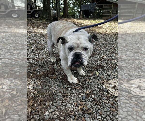 Medium Photo #4 Bulldog Puppy For Sale in New York, NY, USA