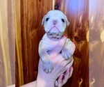 Small Photo #14 Bulldog Puppy For Sale in GREERS FERRY, AR, USA
