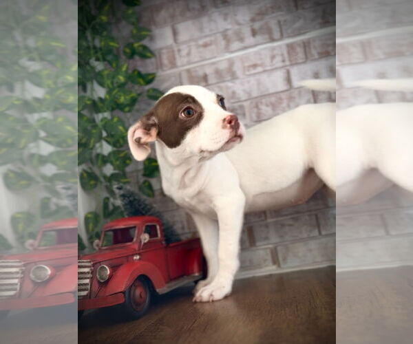 Medium Photo #4 Mutt Puppy For Sale in Jacksonville, NC, USA