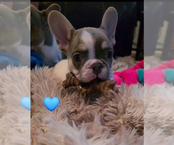 Medium Photo #7 French Bulldog Puppy For Sale in BOSTON, KY, USA